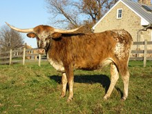 RAWHIDE'S FANCY