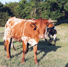 HL Fully Loaded X GLR Monikas Texana Gal 