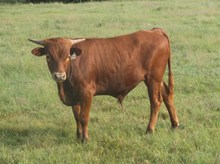 CALF 1249 BULL