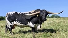 HL Higher Ground Semen