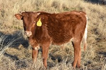 MML TIARA STEER