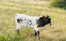 1923 Dolly's Bull Calf