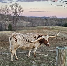 Rustic Woodstock