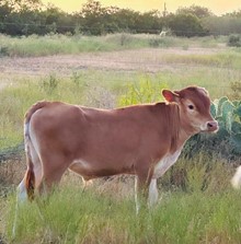 Sweet Sara's Bull Calf