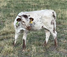BCR Royal Essence 042 X Solid Ground BCR 053 calf