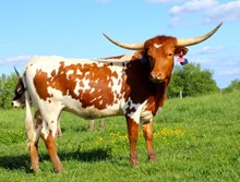 ECR Vixen's Rodeo Glory