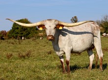 TLS COWGIRL ALL IN