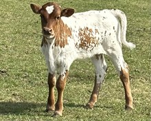 20 Gauge X Carolina Catchit Calf 