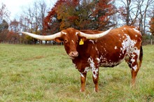 HL Pure Country 