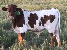 Unnamed bull calf