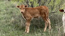 DH Red Hot 015 X Solid Ground BCR 053 bull