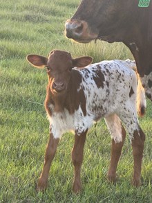 RD Texas Queen Heifer Calf