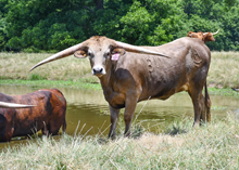 DH Grulla Gal