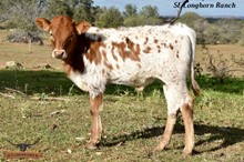 FANCY'S BULL CALF