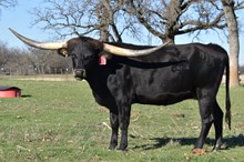 JMR NIGHTHAWK