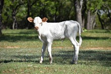 UNNAMED PC GRAND WHELMING RUBY BULL CALF