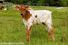 HEIFER 