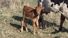 Helm Delilah 608 x Solid Ground BCR 053 heifer