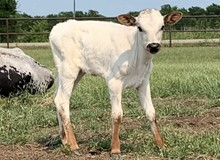 20 Gauge X Hubbells Sage Calf