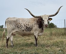 LL RENO