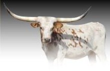 WESTFARMHONESUCKLE213