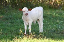 HUCKLEBERRY BULL CALF -