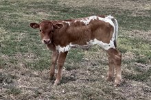 472 HCC Unnamed Steer (Omaha x Dixie Chic)