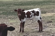 481 HCC Unnamed Steer (Omaha x Aria)