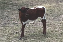 482 HCC Unnamed Steer (Omaha x Aquata)