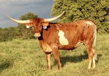 BCR Teresita 346