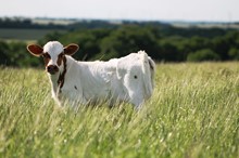 2019 Max Factor Heifer