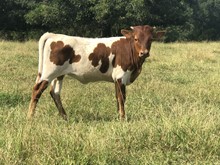 UNREGISTERED CALF