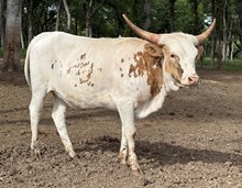 Cora calf