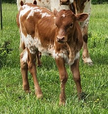 Jaynie’s Ginger Snap TK