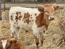 492 HCC Unnamed Bull (Omaha x Arissa)