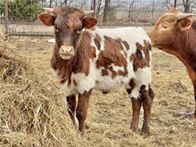 483 HCC Unnamed Bull (Omaha x SBurning)