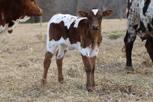 OVERDRESSED X HL HEADS UP 2025 BULL