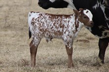 NOBLE ATTEMPT X HL HEADS UP 2025 BULL