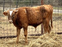491 HCC Unnamed Bull (Omaha x Summer Wages)
