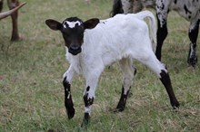 SARALEE CLAD X HEADS UP 2025 HEIFER