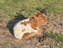 HL Higher Ground x HL Smokin’ Hot Jaynie (H)