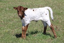 DW RE PLAY X HL HEADS UP 2025 BULL