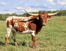 ECR Vixen's Rodeo Glory