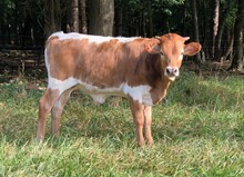 UNREGISTERED CALF