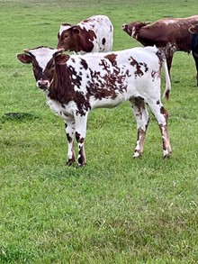BCR Lady Shiro 246