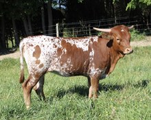 HL Aspen