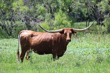 Ranger's Alphie 788