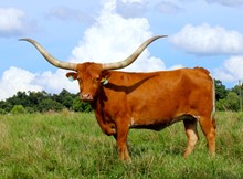ECR TEXAS COUNTRY