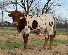 SLL SUNRISE RUBY