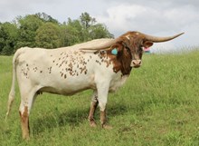 HL Hill Country